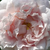 Fehér - Történelmi - alba rózsa - Ännchen von Tharau